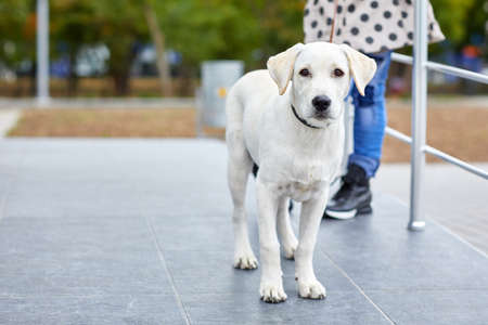 A cute dog labrador standing on the street. Pet concept.の写真素材