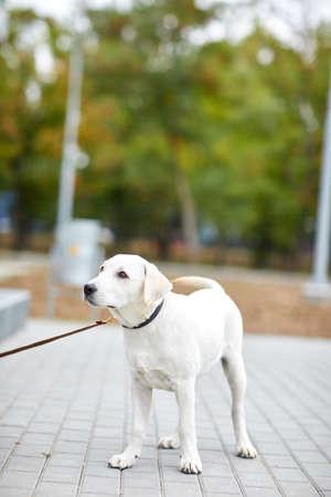 A cute dog labrador standing on the street. Pet concept.の写真素材