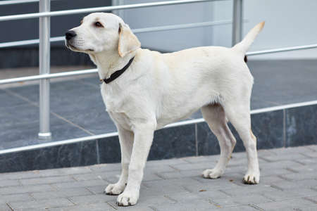A cute dog labrador standing on the street. Pet concept.の写真素材