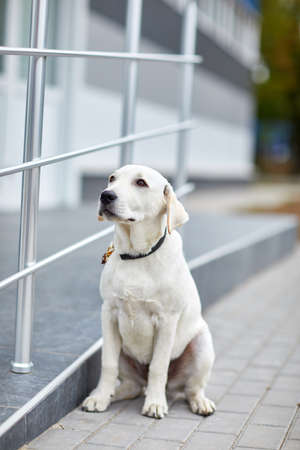 A cute dog labrador siting on the street. Pet concept.