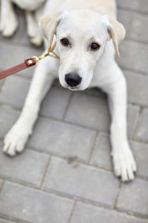 A cute dog labrador lying on the street. Pet concept.