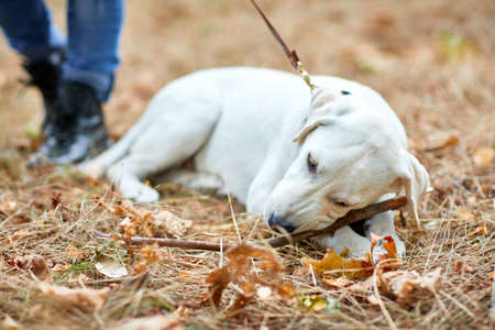 Happy dog labrador retriever lying on the forest ground. Pet concept.の写真素材
