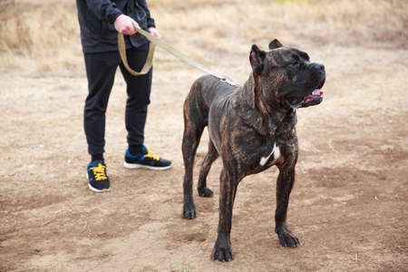 A big dark pitbull walking with owner near the river. Cute dog standing on the nature background. Close-up of doggie. Animal concept.の写真素材