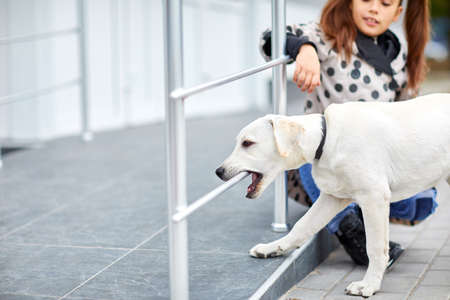 A cute dog labrador walking on the street. Pet concept.