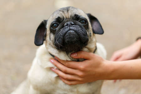 Beautiful cutie dog walking with owner outdoors. Pet concept.の写真素材