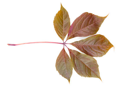 Green leaf of a chestnut tree isolated on white background.