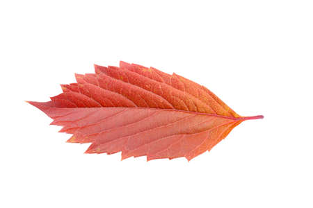 Red autmn leaf of tree isolated on white background.の写真素材