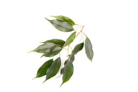 Green leaf of lemon tree isolated on white background.の写真素材