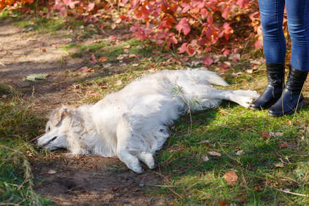 Beautiful cutie dog walking in the park. Pet concept.