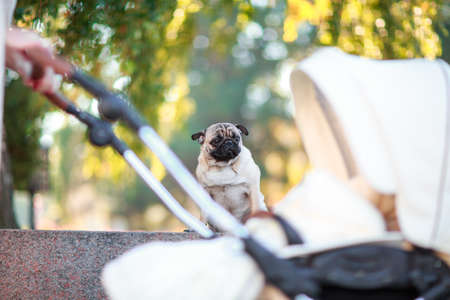 Pug sitting on the street happy and happy close-up on the background of a strollerの写真素材