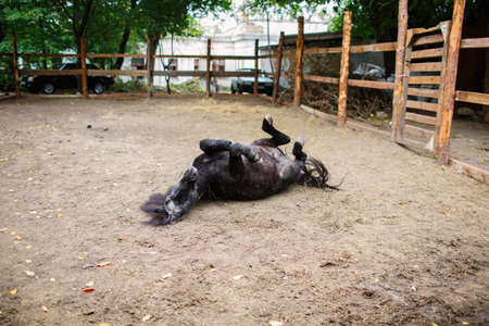 A black horse lies on his back in the courtyard. Outside.の写真素材