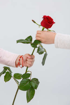Beautiful red rose in male hands. Two men holding red rose in hands on the silver background. Close-up of rose. Nature concept.の写真素材