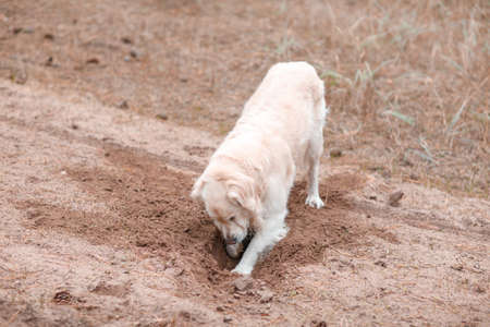 A golden retriever digging a hole in an autumn forest against a background of dry grassの写真素材