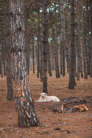 The golden retriever lies on the ground with dry grass. Near with place where must be bonfire in the autumn forestの写真素材