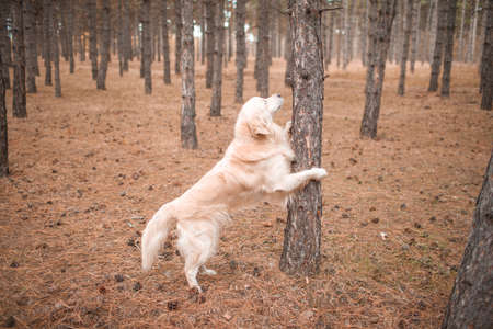 Retriever in the autumn forest rested his paws on a tree against the of dry grass with cones on the groundの写真素材
