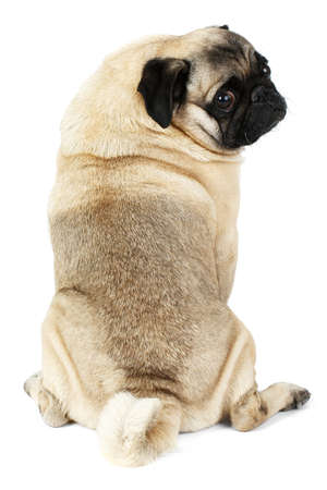 A pug dog sits with its back turned . Isolated on white background.の写真素材