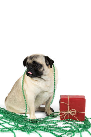 A little pug wrapped in Christmas garland is sitting near the festive box. Isolated on white background.の写真素材