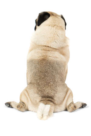 A small pug dog sits turned back, the rear paws are set apart. Isolated.の写真素材