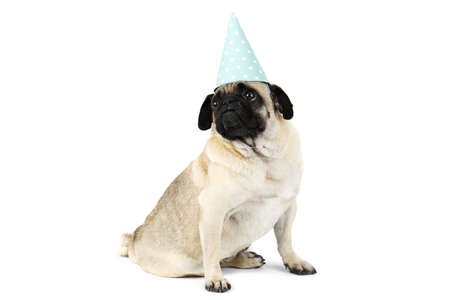 A small pug sits in a funny festive cap. Isolated on white background.の写真素材
