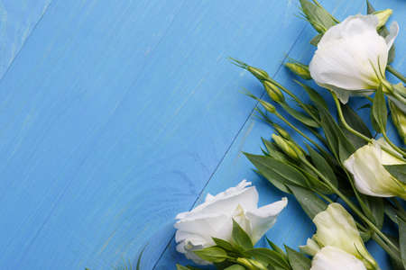 Japanese white roses with green leaves on the right close-up on a blue wooden backgroundの写真素材