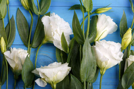 Japanese white roses with drops of water on green leaves close-up on blue wooden backgroundの写真素材