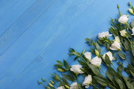 Japanese white roses with green leaves lie in a row diagonally on a blue wooden backgroundの写真素材