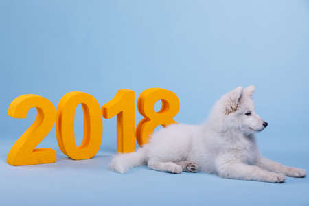 A small fluffy puppy of the Samoyed breed, lies and looks to the side on a blue background with...