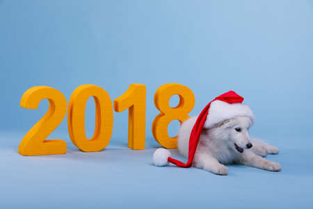A small white fluffy Samoyed puppy in the Christmas cap of the elf lies and looks down. On a blue...