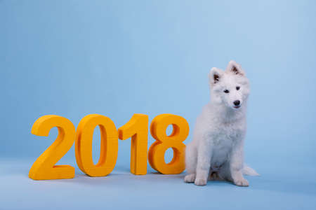 A cute little Samoyed puppy with a white fluffy coat, sits on a blue background with orange number 2018.の写真素材