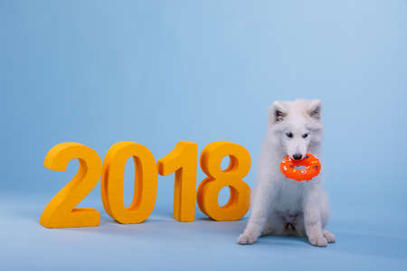 Lovely puppy of the breed Samoyed white color sits and holds a rubber toy in his teeth. On a blue background, next to the orange big number 2018.の写真素材
