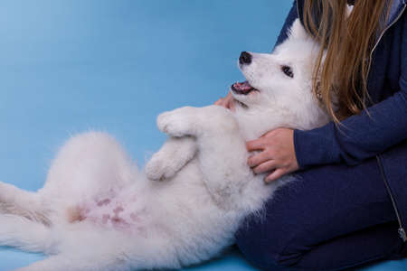 A brunette girl with long hair plays with a little white fluffy Samoyed puppy. On a blue background.の写真素材