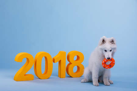 A cute and playful puppy of Samoyed breed, sitting and holding a toy in his teeth. On a blue background with orange number 2018.の写真素材