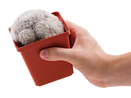 Hand holding a beautiful cactus type of espostoa-woolly in a brown pot on a white isolated backgroundの写真素材