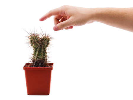 A hand wants to touch a prickly cactus in a brown pot on a white isolated backgroundの写真素材