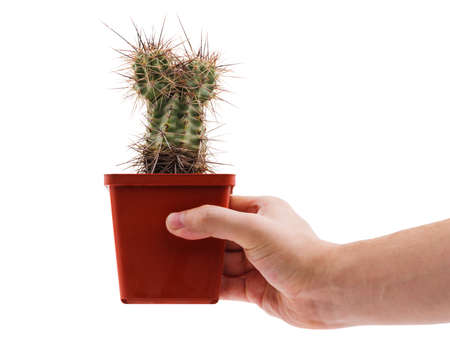 Hand holds a spiky view of the cactus of the opuntia in a brown pot on a white isolated backgroundの写真素材