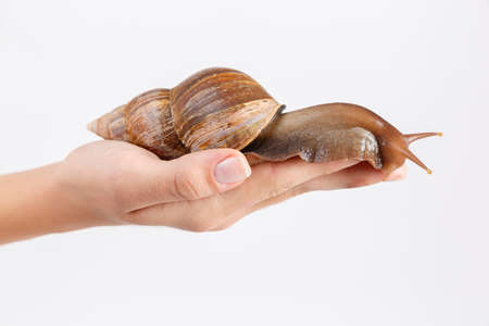 Achatina crawls on her elongated palm against a white isolated background. Side view closeupの写真素材