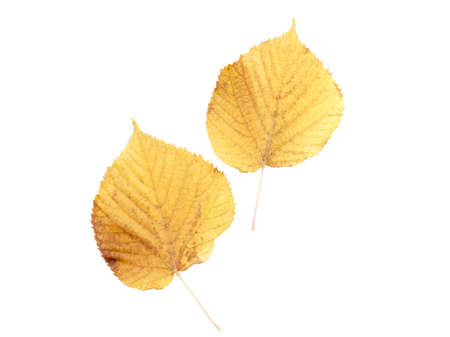 Two leaves with an open contour close-up on a white isolated backgroundの写真素材