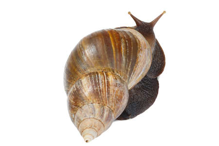 Ahatina big creeps up on a white isolated background