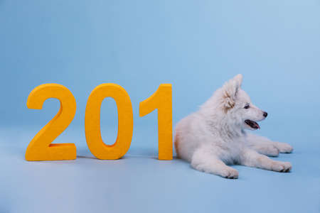 A puppy Samoyed lies near the digits. The dog is the symbol of the 2018 New Year.の写真素材