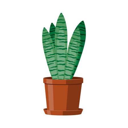 A green cactus Sansevieria in a brown pot. Flowering houseplant. Vector illustration on white background.のイラスト素材