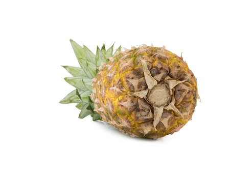 A whole ripe and juicy tropical Hawaiian pineapple isolated on a white background.の写真素材