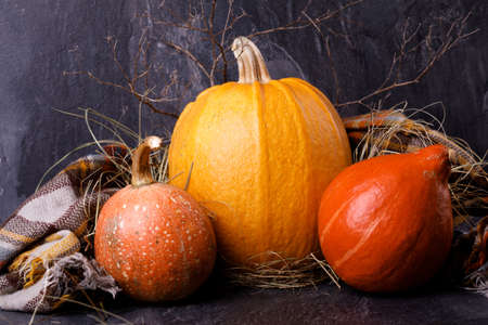 Closeup of Halloween pumpkin heads. Three orange gourds on a dark background. The concept of autumn holidays.の写真素材