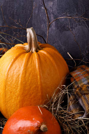 Closeup of Halloween pumpkin heads. Three orange gourds on a dark background. The concept of autumn holidays.の写真素材