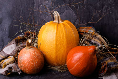 Closeup of Halloween pumpkin heads. Three orange gourds on a dark background. The concept of autumn holidays.の写真素材