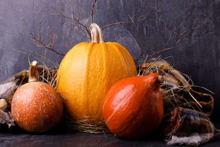 Closeup of Halloween pumpkin heads. Three orange gourds on a dark background. The concept of autumn holidays.の写真素材