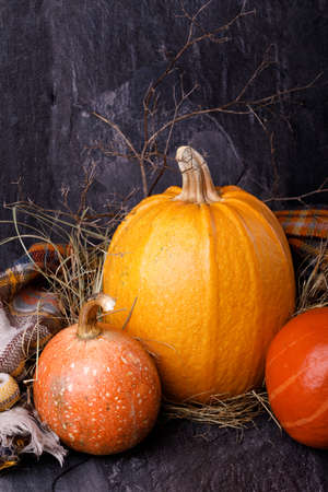 Closeup of Halloween pumpkin heads. Three orange gourds on a dark background. The concept of autumn holidays.の写真素材