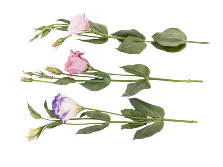 Colorful flowers with leaves isolated on a white background. Nature conceptの写真素材