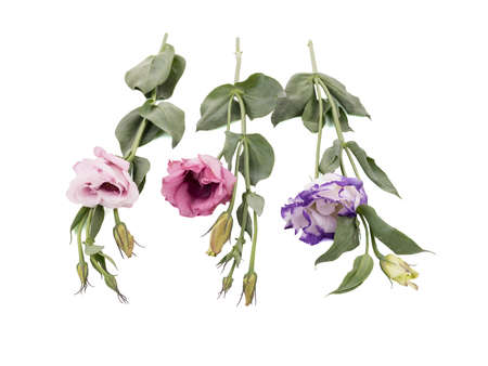 Colorful flowers with leaves isolated on a white background. Nature conceptの写真素材