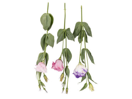 Colorful flowers with leaves isolated on a white background. Nature conceptの写真素材