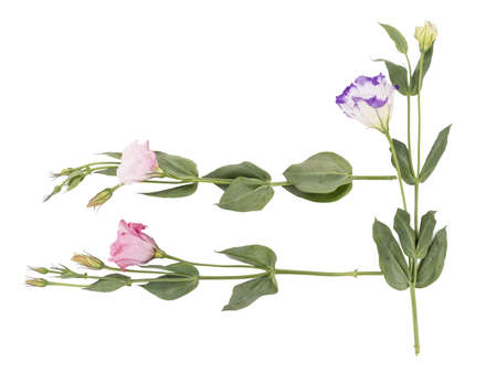 Colorful flowers with leaves isolated on a white background. Nature conceptの写真素材